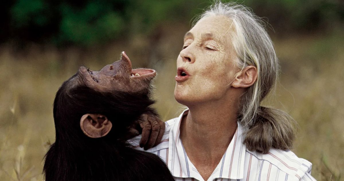 Whispers from Gombe: A Quiet Farewell to Jane Goodall